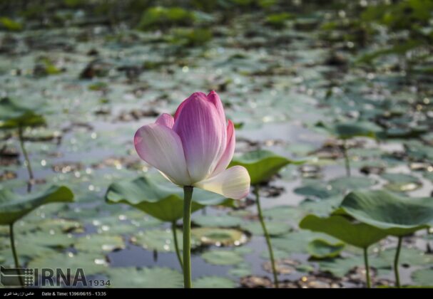 Iran’s Beauties in Photos: Indian lotus in Anzali Lagoon