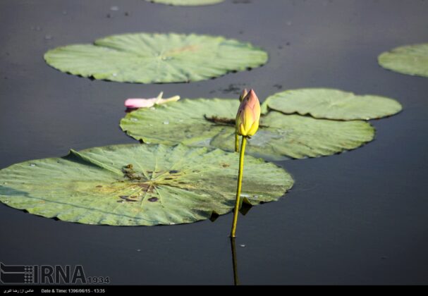 Iran’s Beauties in Photos: Indian lotus in Anzali Lagoon