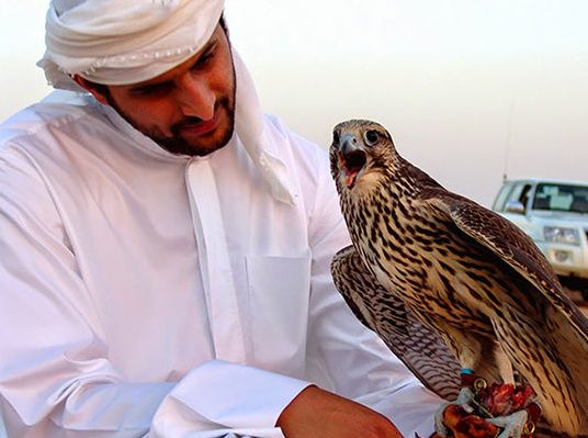 Playing with Iranian Raptors, Popular Entertainment of Arab Sheikhs