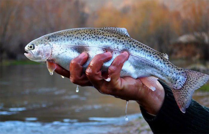 Iran to Export 30,000 Tonnes of Trout This Year: Official