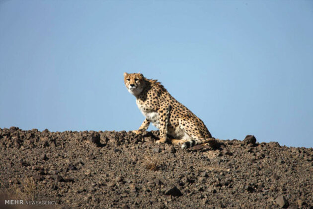 Iran’s Turan Park Home to Largest Asiatic Cheetah Population