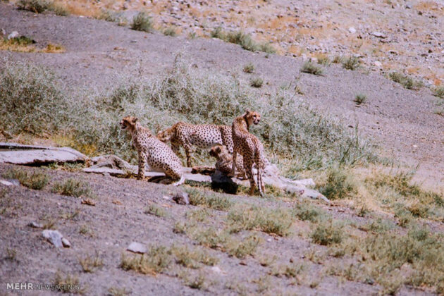 Iran’s Turan Park Home to Largest Asiatic Cheetah Population