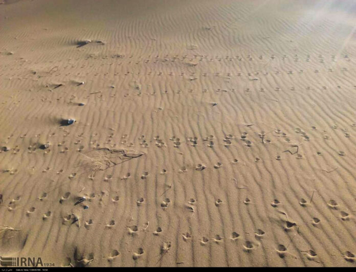 Iran’s Beauties in Photos: Eruption of Gold-Like Sands