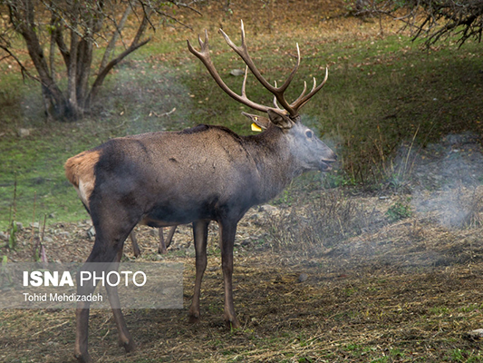 Iran’s Beauties in Photos: Aynaloo Protected Zone