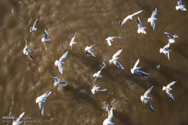 First Group of Migratory Birds Arrive in Iran’s Karun River