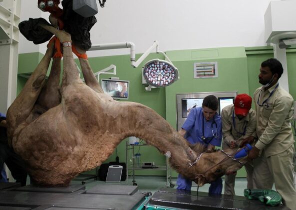 World's First Camel Hospital Opens in Dubai