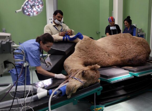 World's First Camel Hospital Opens in Dubai