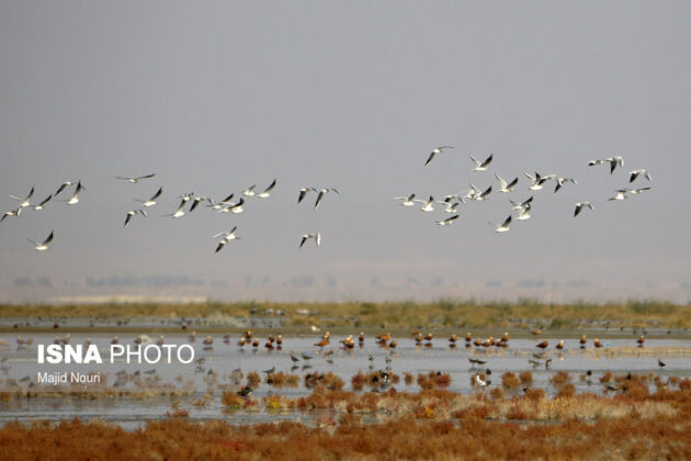 Iran’s Beauties in Photos: Meighan Wetland