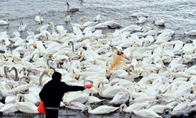 Life Returns to Iran's Lapoo Lake with Singing Swans 2 Life Returns to Iran's Lapoo Lake with Singing Swans