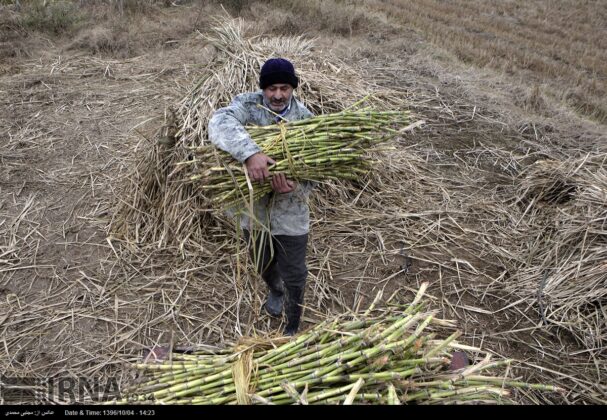 Traditional Sugar Producing; A Disappearing Iranian Profession