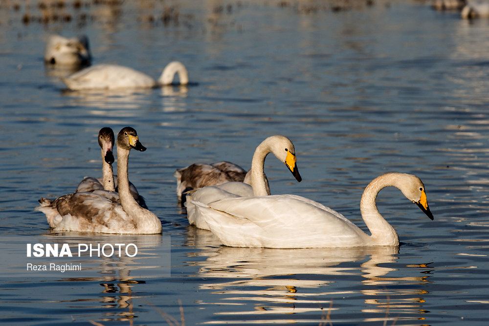 Iran’s Sorkhroud Wetland Hosting Migratory Swans