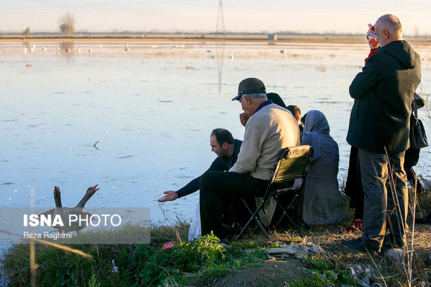 Iran’s Sorkhroud Wetland Hosting Migratory Swans