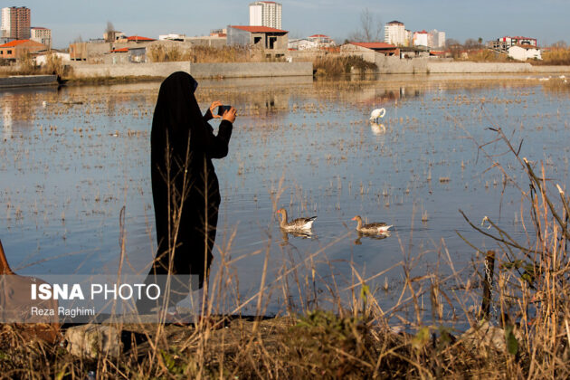 Iran’s Sorkhroud Wetland Hosting Migratory Swans