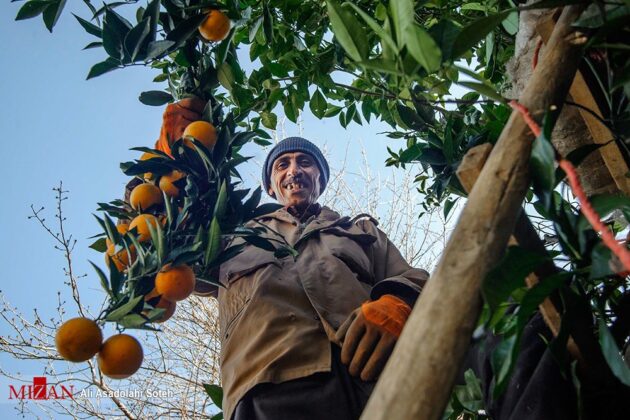 Orange Harvest Season in Northern Iran