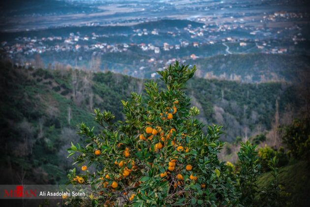 Orange Harvest Season in Northern Iran