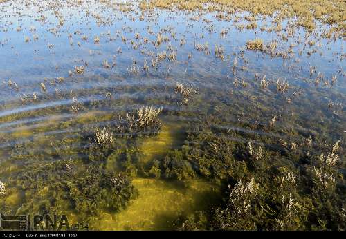 Water Released into Gomishan Wetland in Northern Iran