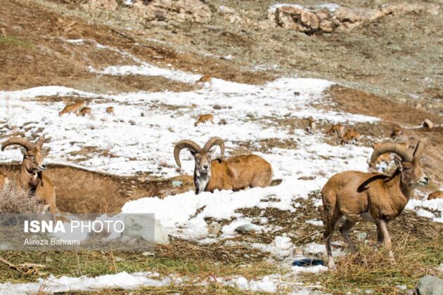 Animal-Lovers Feed Quadrupeds near Tehran Heights