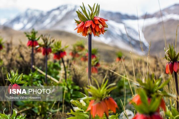 Iran’s Beauties in Photos: Upside-Down Tulips in Western Iran