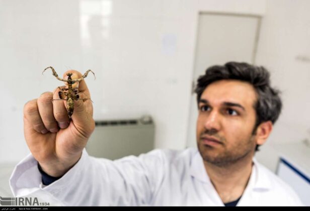 New Type of Boxer Mantis Discovered in Iran