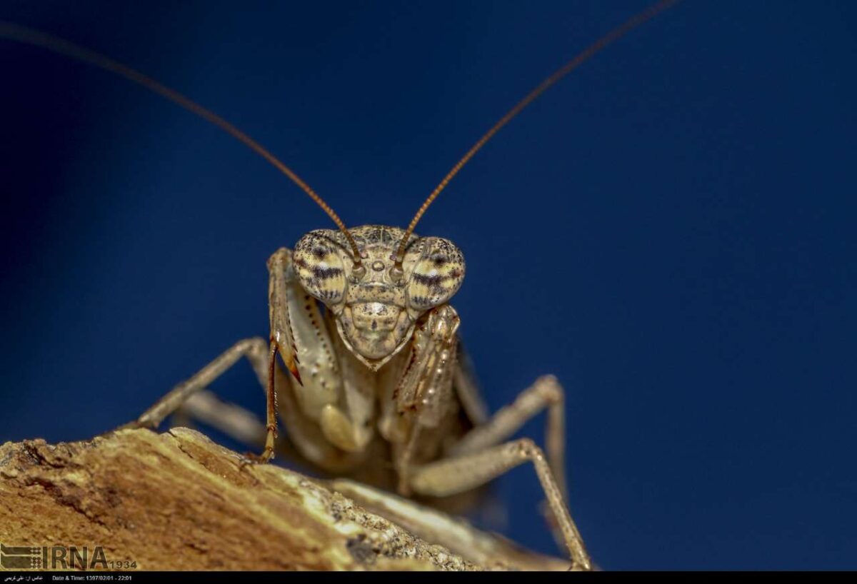 New Type of Boxer Mantis Discovered in Iran