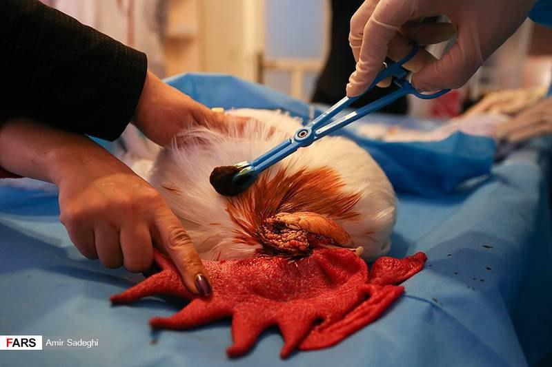 When was the first cataract surgery performed