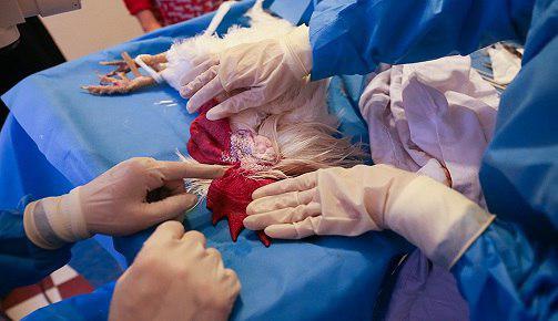 Rooster Undergoes World’s First Cataract Surgery