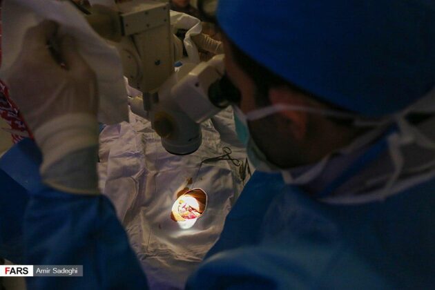 Rooster Undergoes World’s First Cataract Surgery