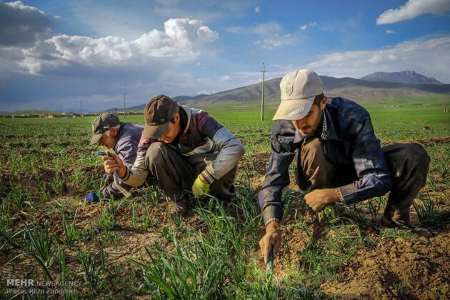 Iran’s Beauties in Photos: Farmlands of Tuyserkan