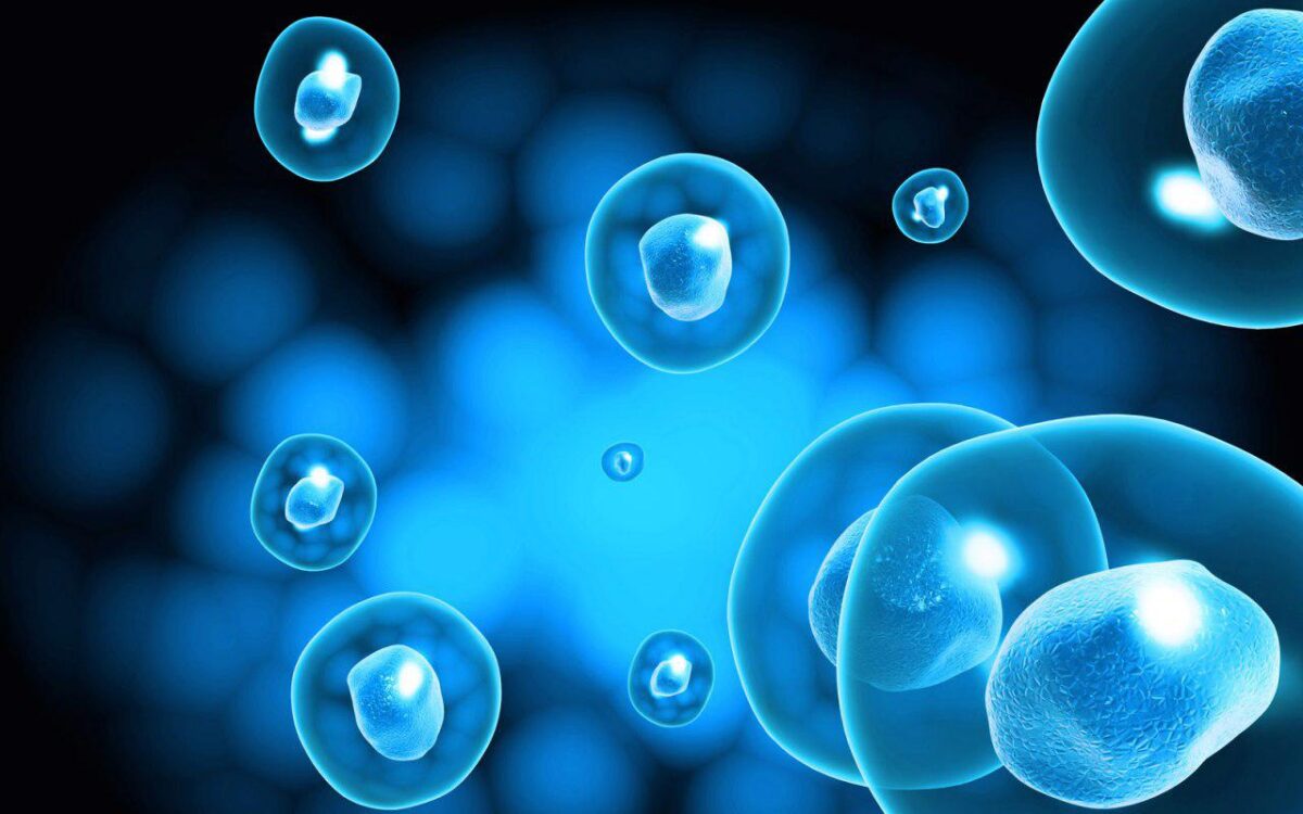 Iran to Build Special District for Stem Cell Research
