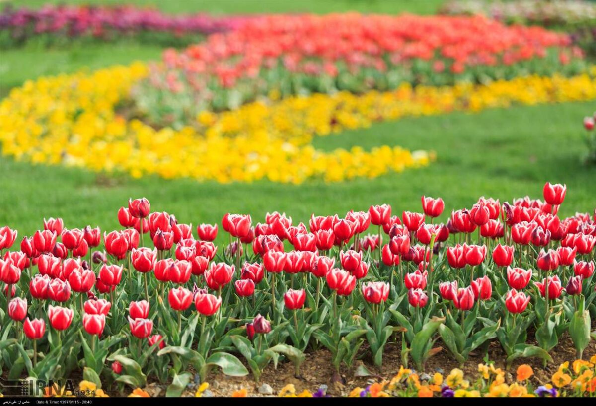 Tulips Festival Underway in Iran’s Markazi Province