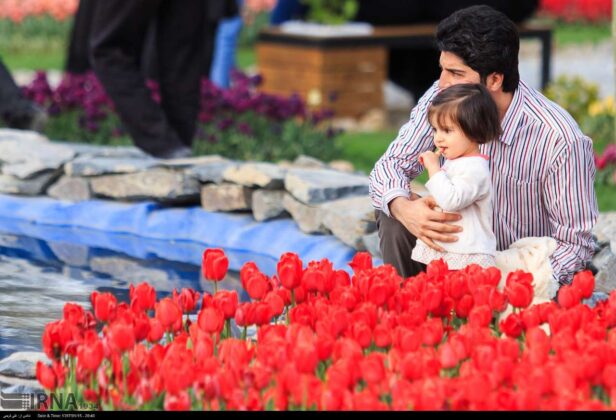 Tulips Festival Underway in Iran’s Markazi Province