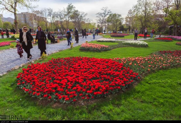 Tulips Festival Underway in Iran’s Markazi Province