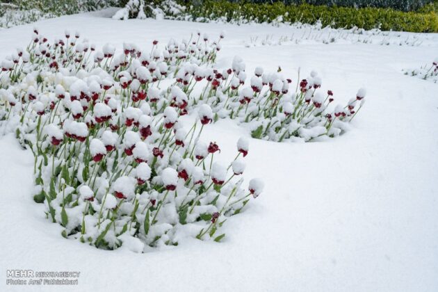 Spring Snow Covers Tulip Garden in Iran’s Karaj