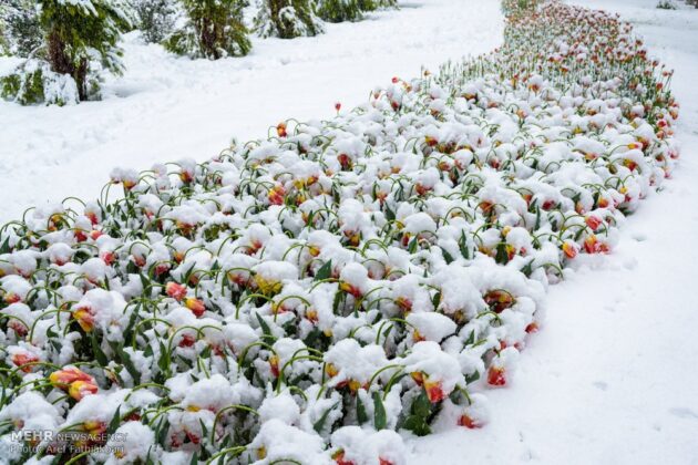 Spring Snow Covers Tulip Garden in Iran’s Karaj