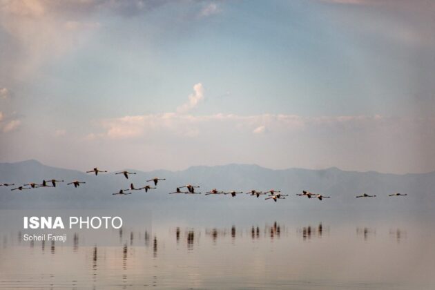 Flamingos Return to Shrinking Lake Urmia