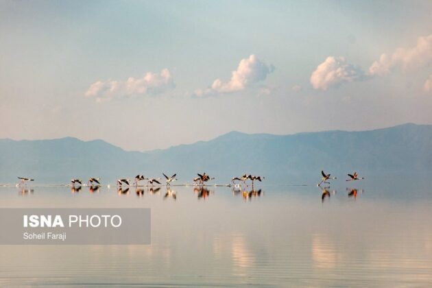 Flamingos Return to Shrinking Lake Urmia