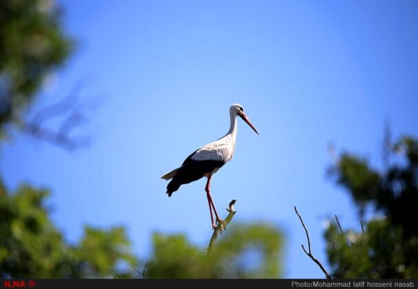 Storks Bring Peace, Luck to Iran’s Kurdistan