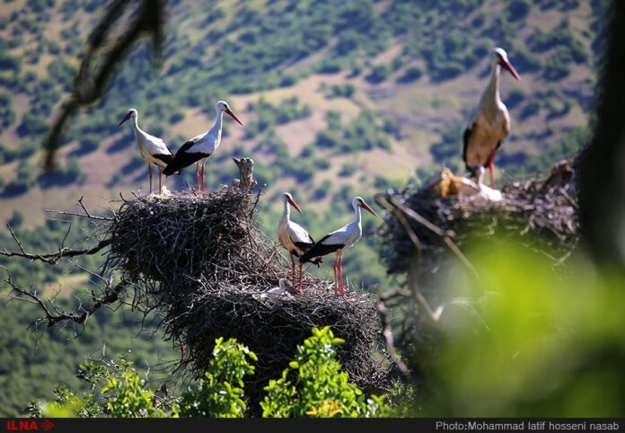 Iran’s Beauties in Photos: Lake Zrebar