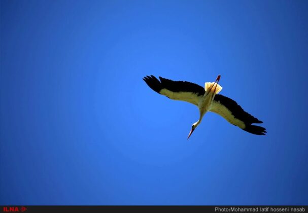 Storks Bring Peace, Luck to Iran’s Kurdistan