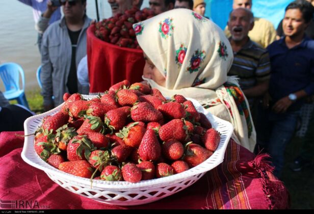 Strawberry Festival; Rural Party to Celebrate Good Harvest