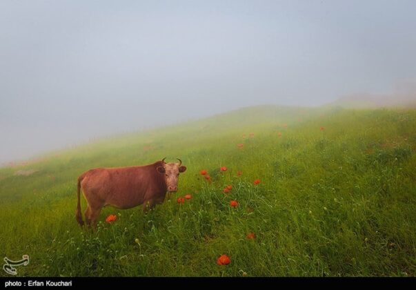 Iran’s Beauties in Photos: Shekardasht Summer Pastures