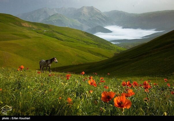 Iran’s Beauties in Photos: Shekardasht Summer Pastures