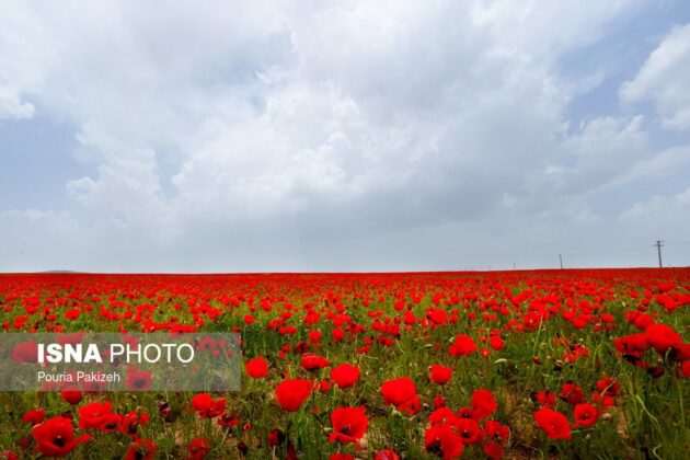 Iran’s Beauties in Photos: Poppy Flower Plains