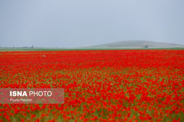 Iran’s Beauties in Photos: Poppy Flower Plains