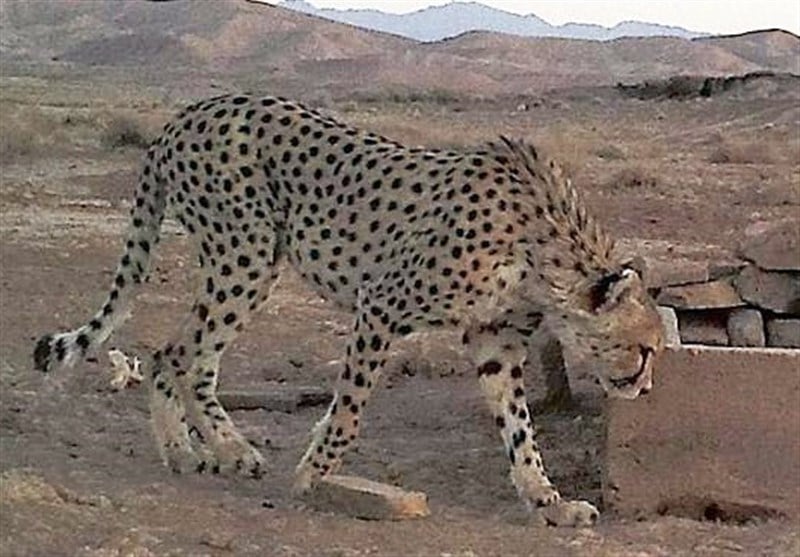 Female Asiatic Cheetah
