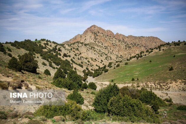 Stunning Beauty of Iran’s Intact Juniper Forests