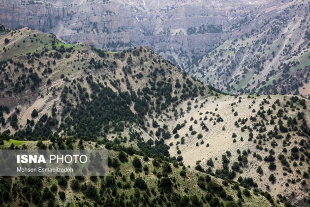 Stunning Beauty of Iran’s Intact Juniper Forests
