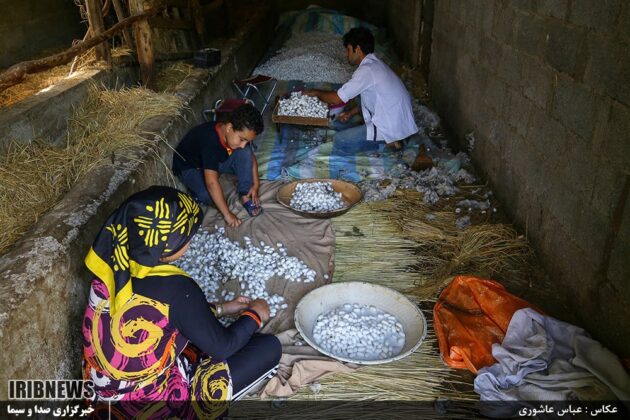 Gilan Province, Historical Hub of Silk Farming in Iran