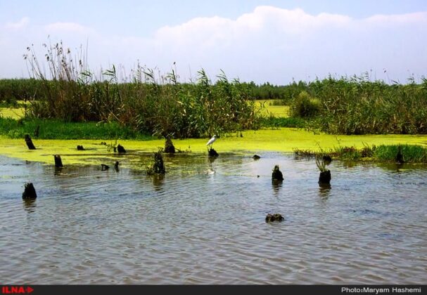 Iran’s Beauties in Photos: Anzali Lagoon
