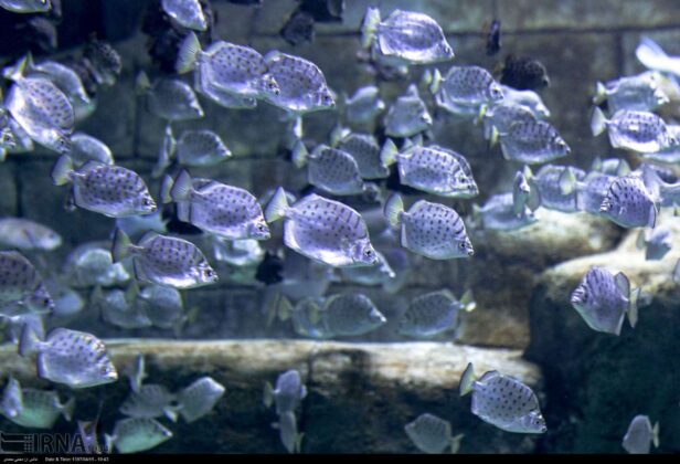 aquarium anzali 18